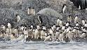 089 Antarctica, Hope Bay, adeliepinguins